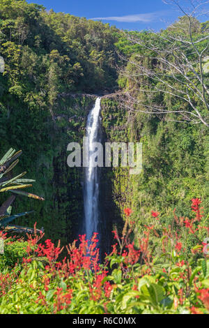 Honomū, Hawaii - Akaka Falls. Stockfoto