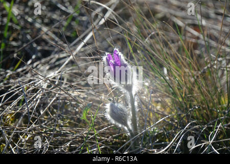 Wild Küchenschelle unter Schutz, Pulsatilla, in der Nähe der Siefersheimer in Rhinehesse Stockfoto