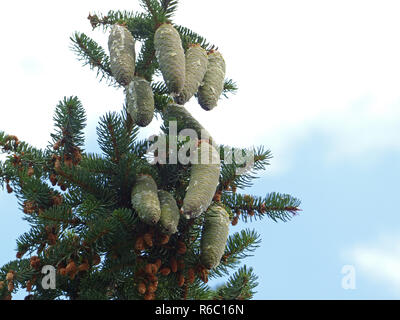 Serbische Fichte, Tree Top mit alten und neuen Lagerinnenringe Stockfoto