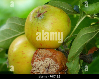 Apple Tree, zwei gute Reife äpfel und einen faulen Am Baum Stockfoto