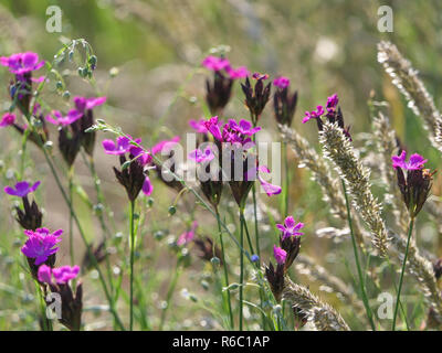 Kartäuser Nelken, Dianthus Carthusianorum, in einer Blumenwiese Stockfoto