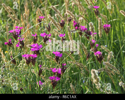 Kartäuser Nelken, Dianthus Carthusianorum, in einer Blumenwiese Stockfoto