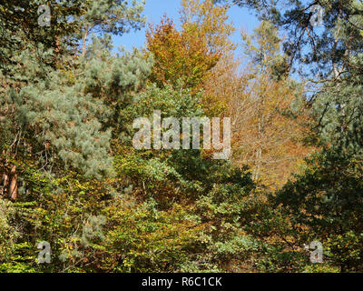 Mischwald im Herbst, im Pfälzer Wald, deutsche Mittelgebirge, Rheinland-Pfalz Stockfoto