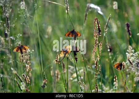 Mehrere gemeinsame Fritillary Schmetterlinge, Mellicta Athalia, auf einer Wiese im Schwarzen Moor, Rhön, Bayern, Deutschland Stockfoto