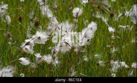 Narrowleaf Cotton-Grass Eriophorum angustifolium auf einer Wiese im Tannheimer Tal, Tirol, Österreich Stockfoto