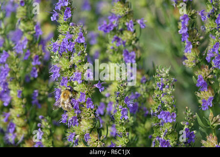 Viper S Bugloss Echium Vulgare mit Nectar-Seeking Bumblebee Stockfoto