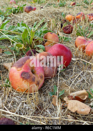 Windschlag, verwöhnt die Äpfel im verdorrten Gras Stockfoto