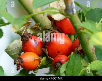 Hagebutten, Früchte der Dog Rose Stockfoto