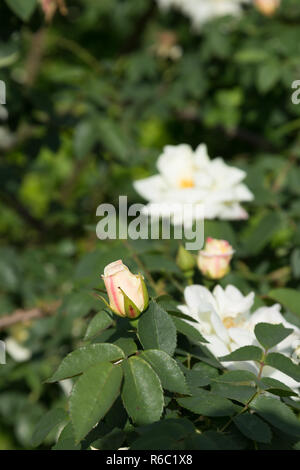 Halbgeschlossenen Rose Blumen vor Pfingstrosen im Park Stockfoto