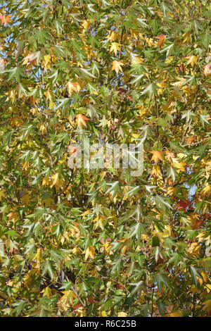 Ventilator Ahorn Acer palmatum, bunte Blätter im Herbst auf einem Baum, Deutschland, Europa Stockfoto
