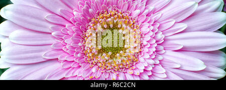 Nahaufnahme einer rosa Chrysanthemen Blume in voller Blüte, Blüten, Staubgefäße und Pollen Stockfoto