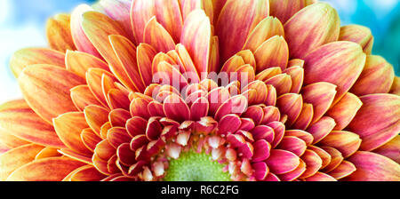 Nahaufnahme Foto von Goldene Chrysantheme Blume zeigt die Staubgefäße und Blütenblätter Stockfoto