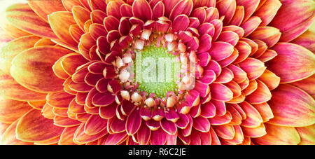 Nahaufnahme Foto von Goldene Chrysantheme Blume zeigt die Staubgefäße und Blütenblätter Stockfoto