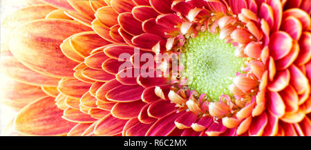 Nahaufnahme Foto von Goldene Chrysantheme Blume zeigt die Staubgefäße und Blütenblätter Stockfoto
