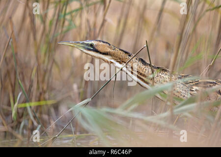 Rohrdommel (Botaurus Stellaris) Stockfoto