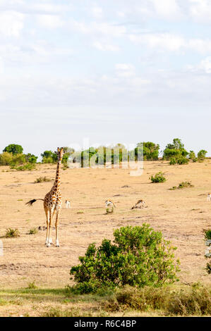 Isolierte Giraffe in der Nähe von Acacia im Park von Mara Kenia Stockfoto