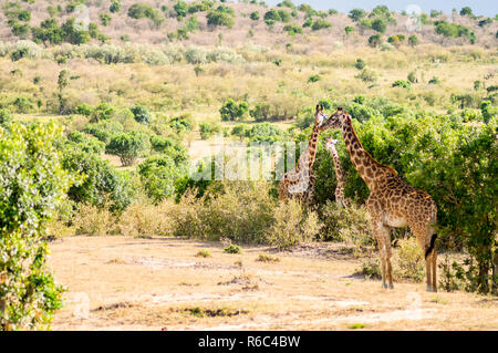 Isolierte Giraffe in der Nähe von Acacia im Park von Mara Kenia Stockfoto