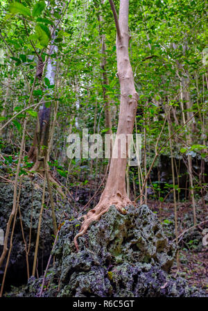 Ein Spaziergang durch den üppigen Dschungel und Kalkfelsen der Welchman Hall Gully, Barbados Stockfoto