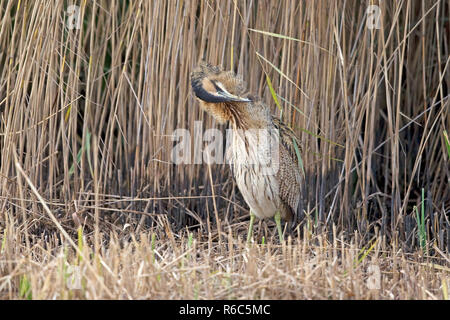 Rohrdommel (Botaurus Stellaris) Stockfoto