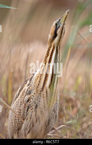 Rohrdommel (Botaurus Stellaris) Stockfoto