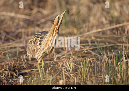 Rohrdommel (Botaurus Stellaris) Stockfoto