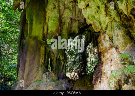 Ein Spaziergang durch den üppigen Dschungel und Kalkfelsen der Welchman Hall Gully, Barbados Stockfoto