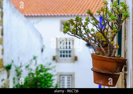 Übertopf und typischen Häuser in Obidos, Portugal Stockfoto