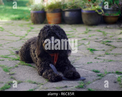 Ein Glückliches verspielten Schwarzen Cockapoo Stockfoto