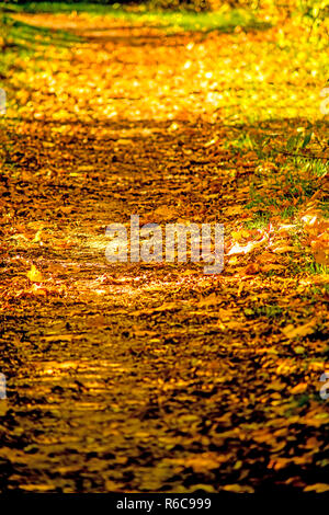 Herbstliche bemalten Blätter in der Abendsonne auf dem Weg Stockfoto