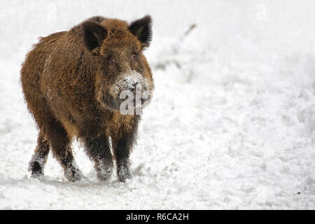 Wildschwein im Schnee Stockfoto