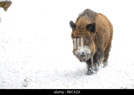 Wildschwein im Schnee Stockfoto