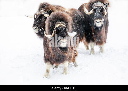 Muskox, Ovibos moschatus, in einem Winter Schneesturm, Manitoba, Kanada. Stockfoto