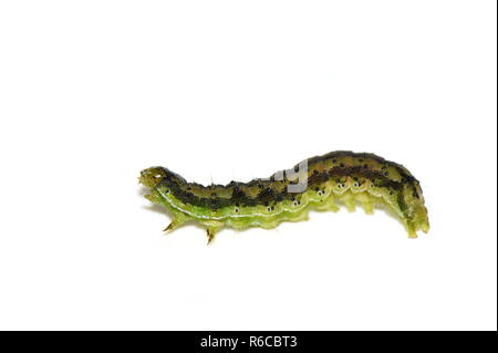 Das Erntegut um einen Schädling Helicoverpa armigera Caterpillar auf weißem Hintergrund Stockfoto