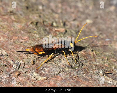 Weibchen der riesigen Wald Wespe Urocerus gigas auf einem Baumstamm Stockfoto