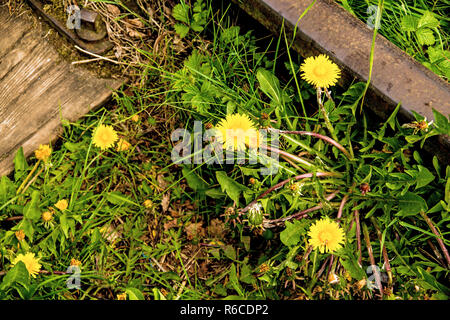 Schienen aus Um mit Blumen Stockfoto