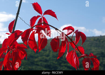 Farben des Herbstes: Blätter von Parthenocissus Subtomentosa, der Virginia Creeper oder Woodbine, Familie Vitaceae Stockfoto