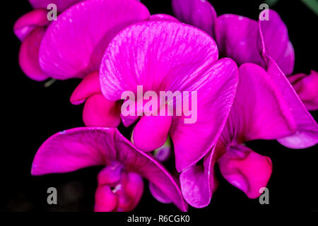 Wicke Stockfoto