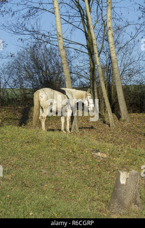 Weißes Pferd im Wald und Birke Stockfoto