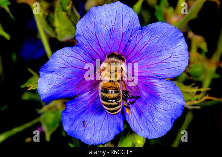 Hummel auf Wiese Cranesbill Stockfoto