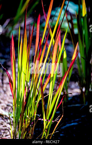 Blady Gras Imperata Cylindrica, Stockfoto