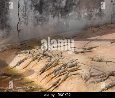 Baby Krokodile in einem Betrieb Pen eine Zucht in Kuba. Stockfoto