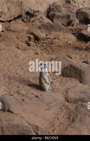 Erdmännchen Suricata suricatta Lustige kleine afrikanische Säugetier Stockfoto