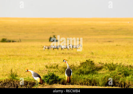 Royal Krane in Masai Mara Park im Nordwesten Kenias Stockfoto