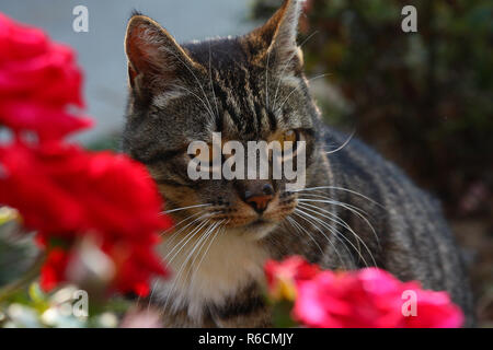 Erwägend, Katze Stockfoto