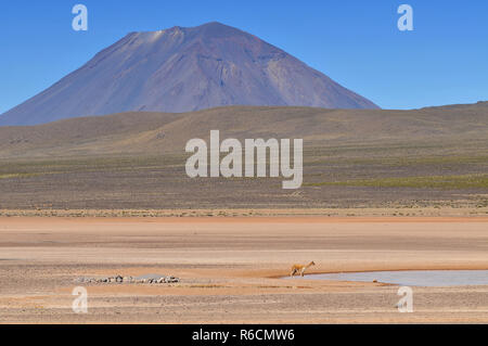 Peru, El Misti Vulkan, Salinas und Aguada Blanca National Reservation Stockfoto
