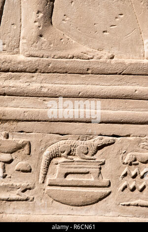 Flachrelief Bild eines Krokodils geschnitzt auf einer Wand der Tempel von Kom Ombo, Kom Ombo, Assuan Governorate, Ägypten. Stockfoto