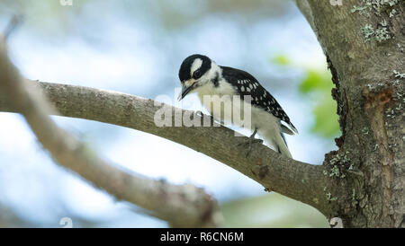 Weibliche Downy Woodpecker thront auf Ast im Frühjahr. Dies ist die kleinste Art der Specht in Nordamerika. Stockfoto