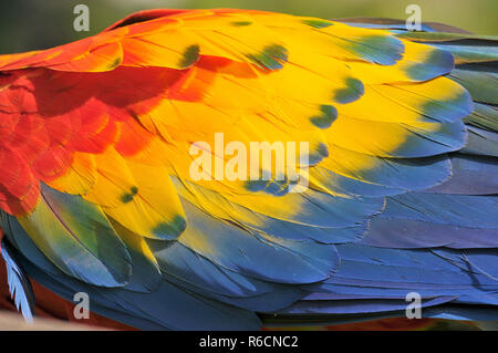 Hellrote Ara (Ara Macao), große und farbenfrohe Ara Stockfoto