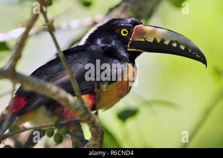 Collared Aracari (Pteroglossus torquatus) Toucan, ein Near-Passerine Vogel Stockfoto