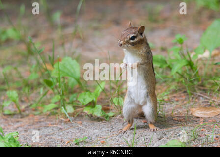 Kleinen Östlichen (Tamias) chipmunk steht bis auf ihren Hinterbeinen zu einem erhalten eine bessere Aussicht. Stockfoto